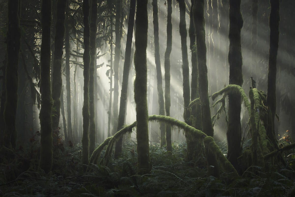 Снимок Адам Гиббса