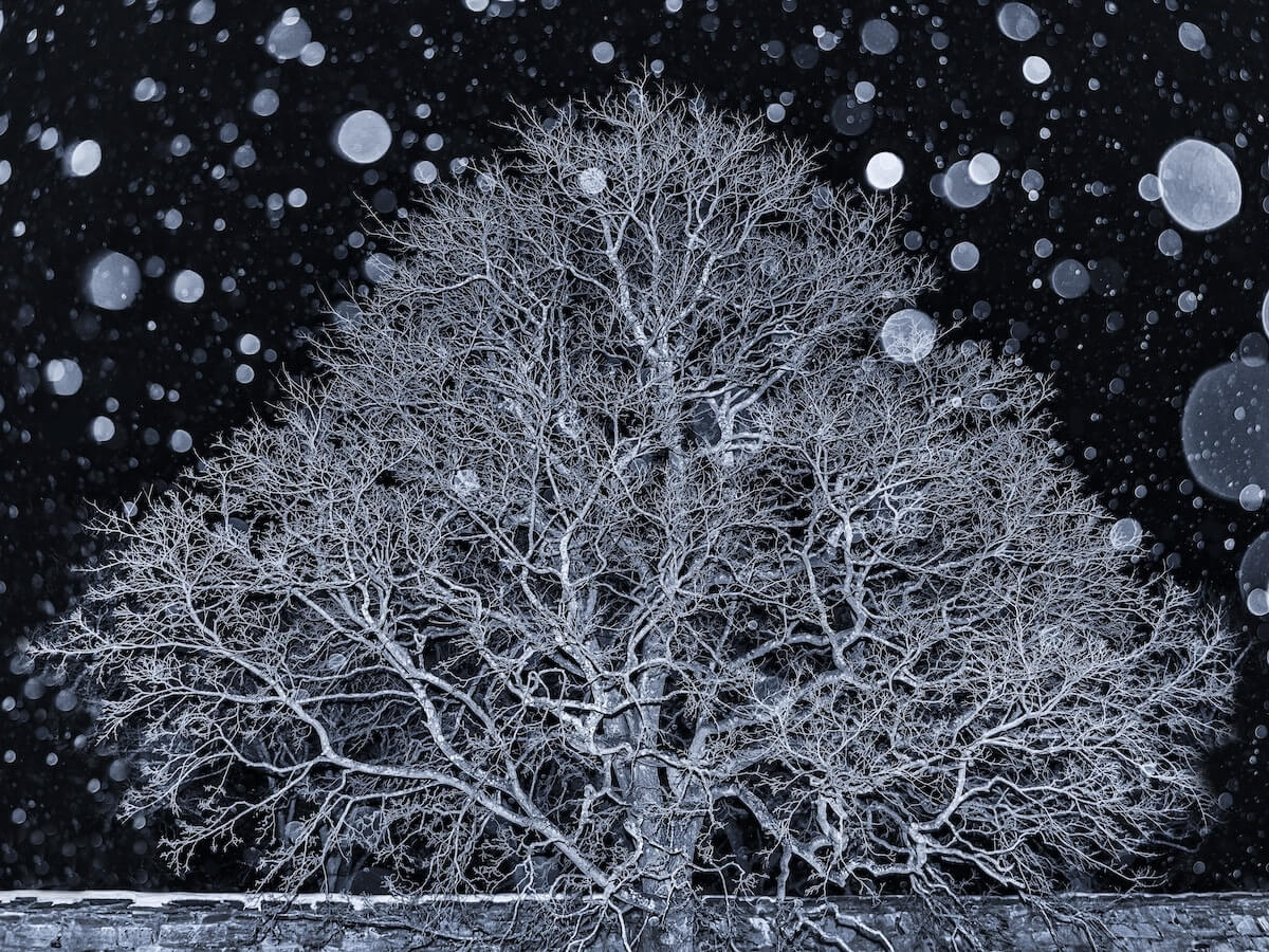 Снимок Энн Кристин Линдаас