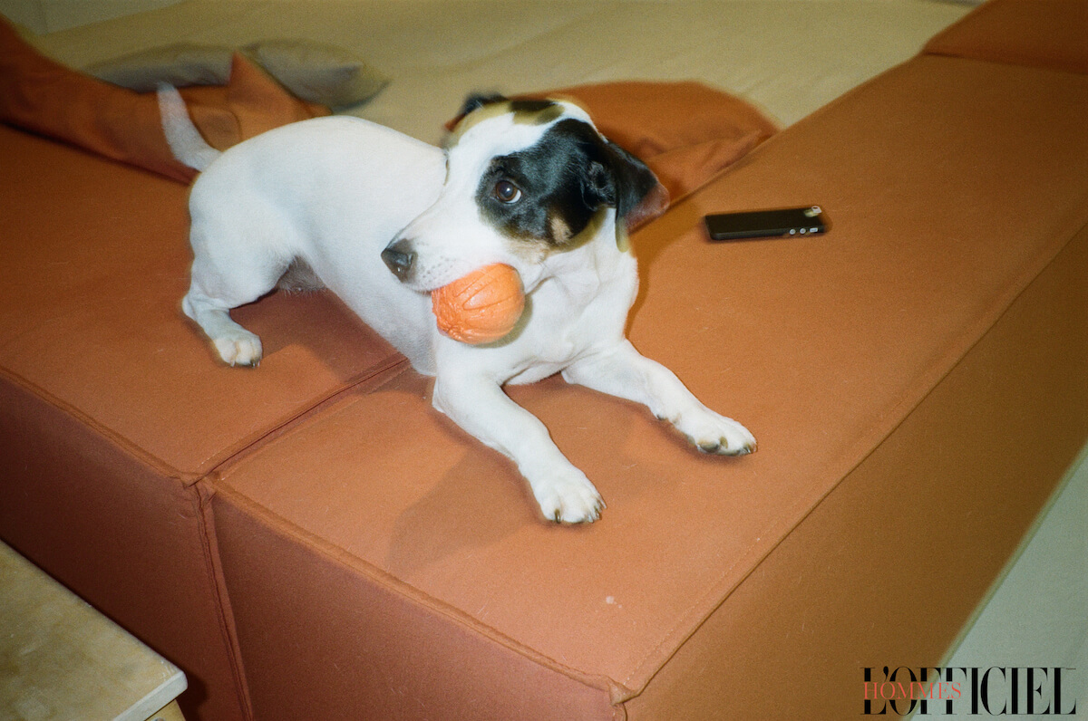 Джек-рассел Эврика