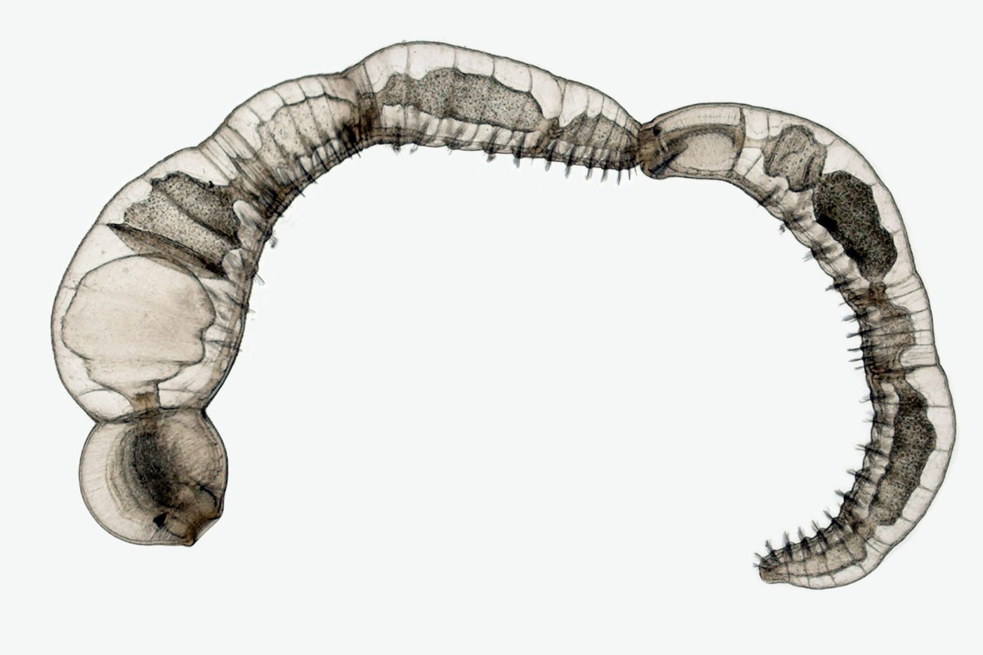 Цепочка дочерних особей бесполых размножающихся видов кольчатых червей