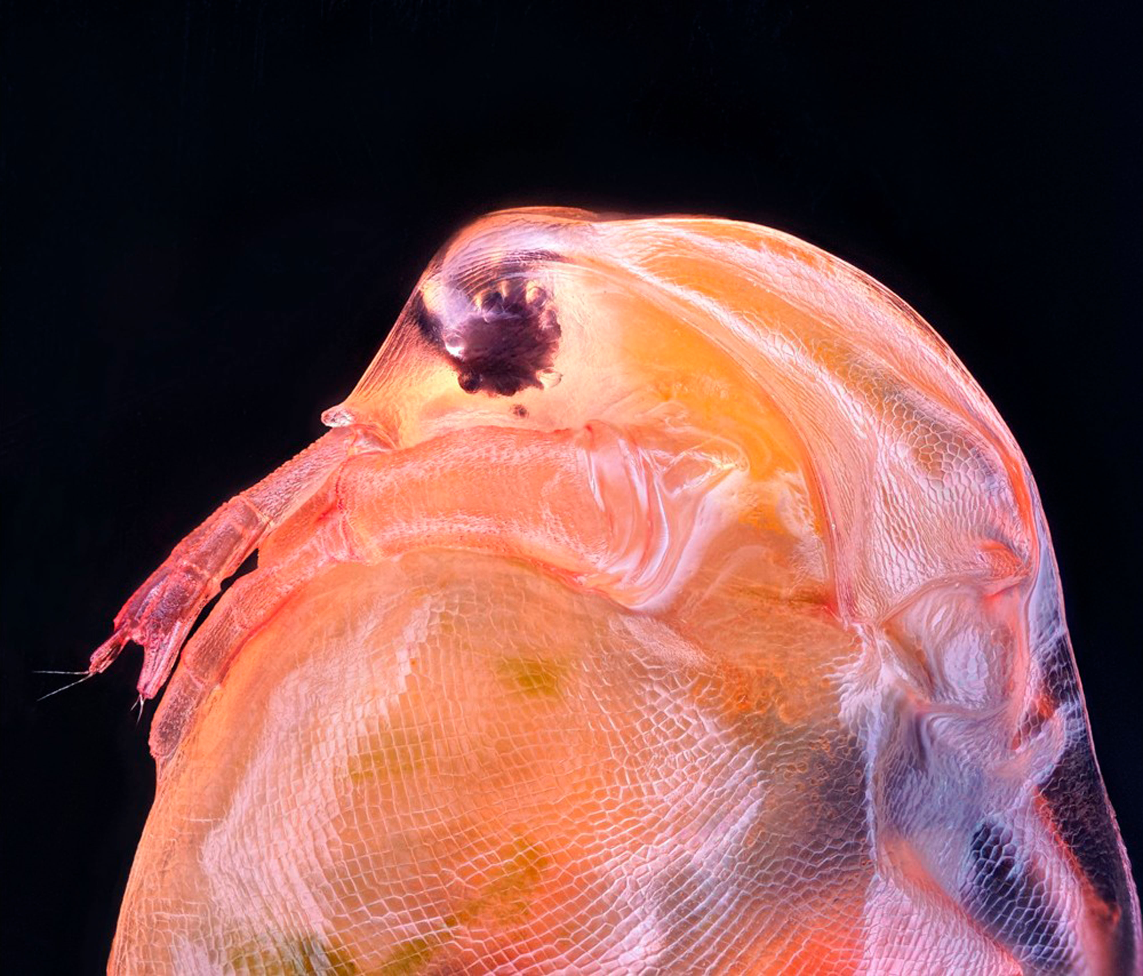 Большая дафния — вид ракообразных