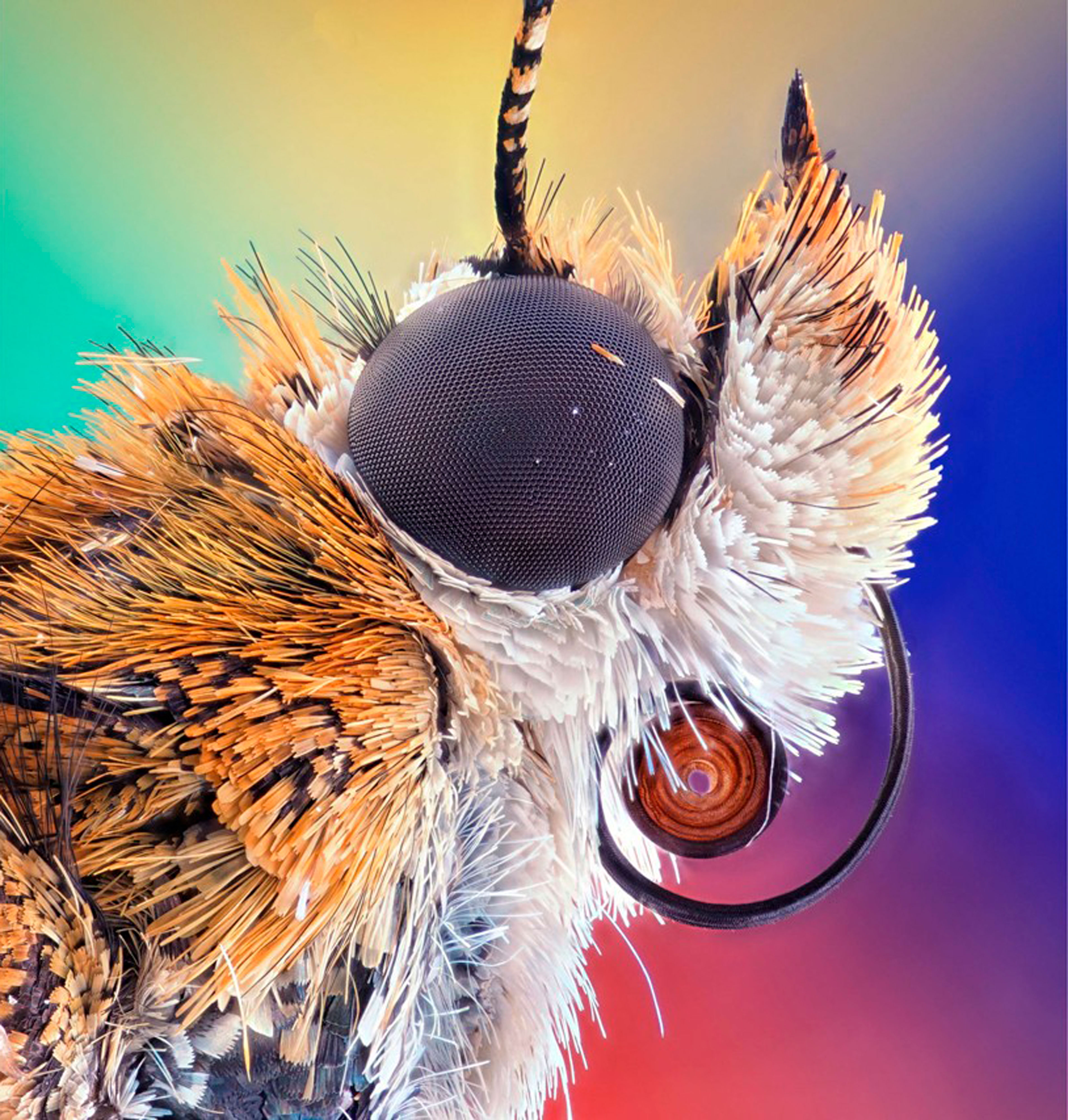 Портрет бабочки