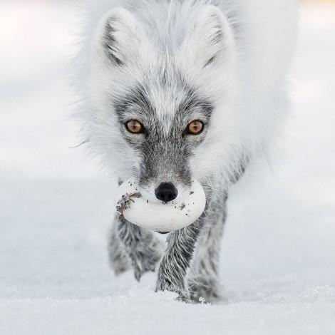  SERGEY GORSHKOV