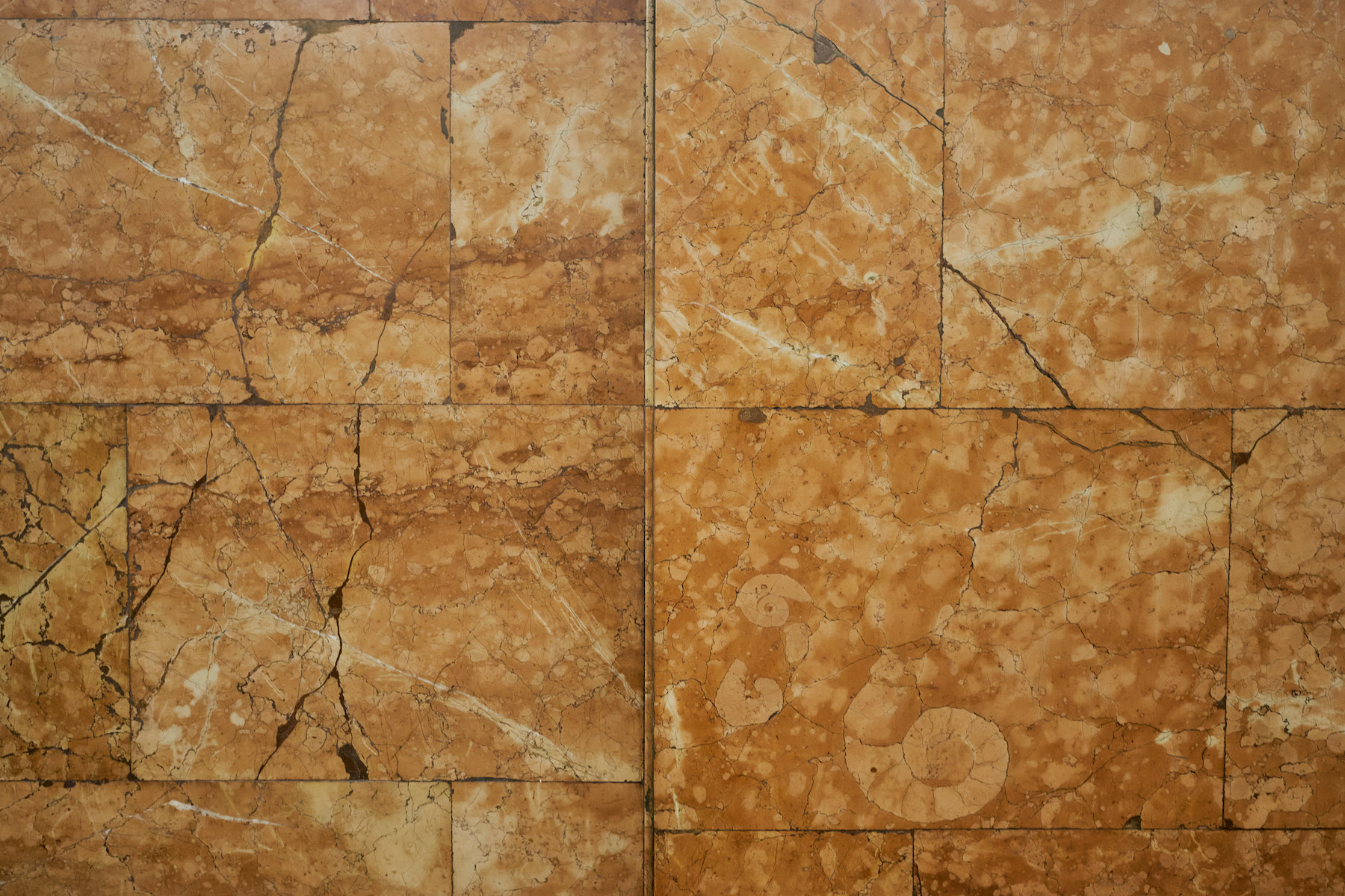 Мраморный срез трех аммонитов