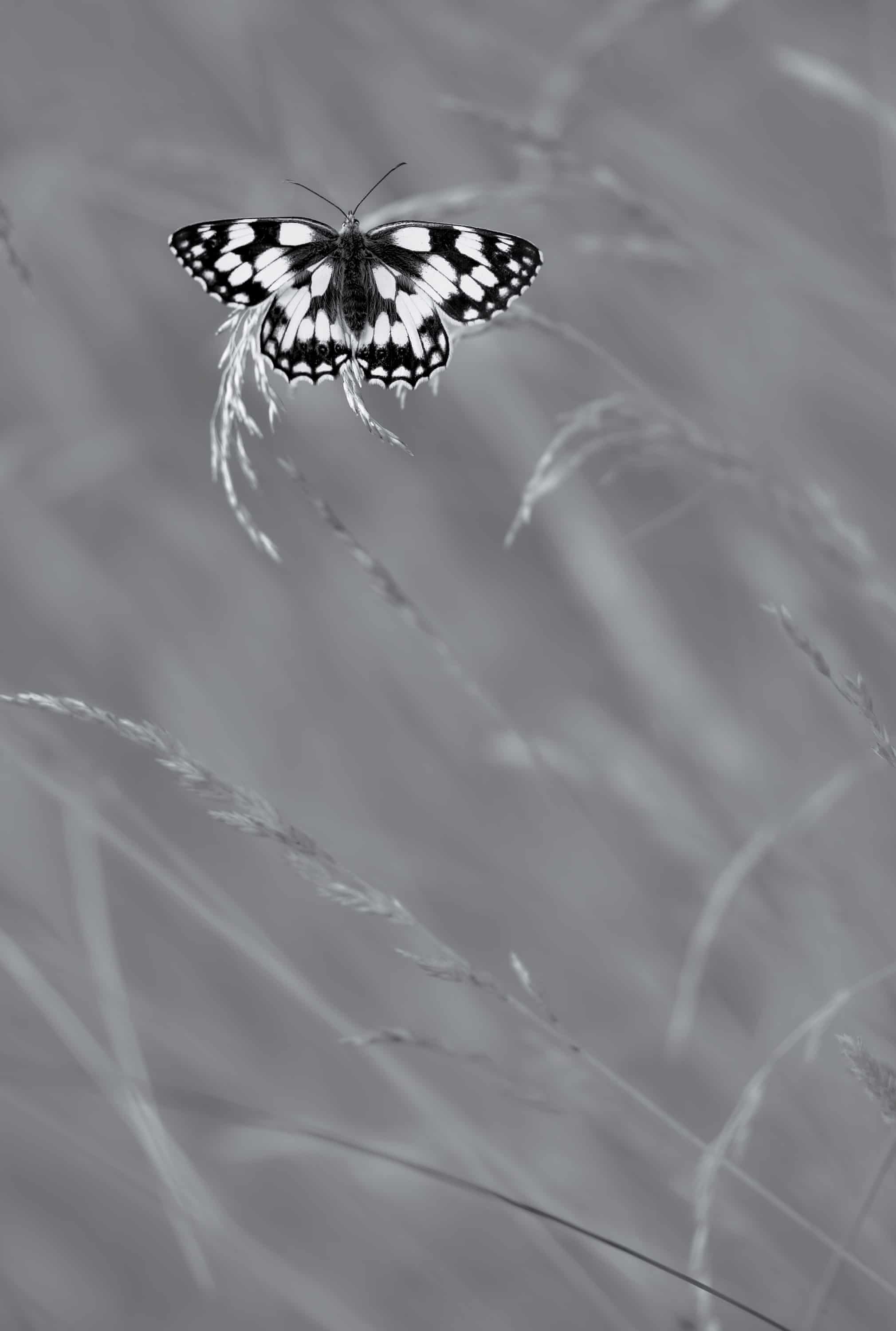 Фото Николас Курт