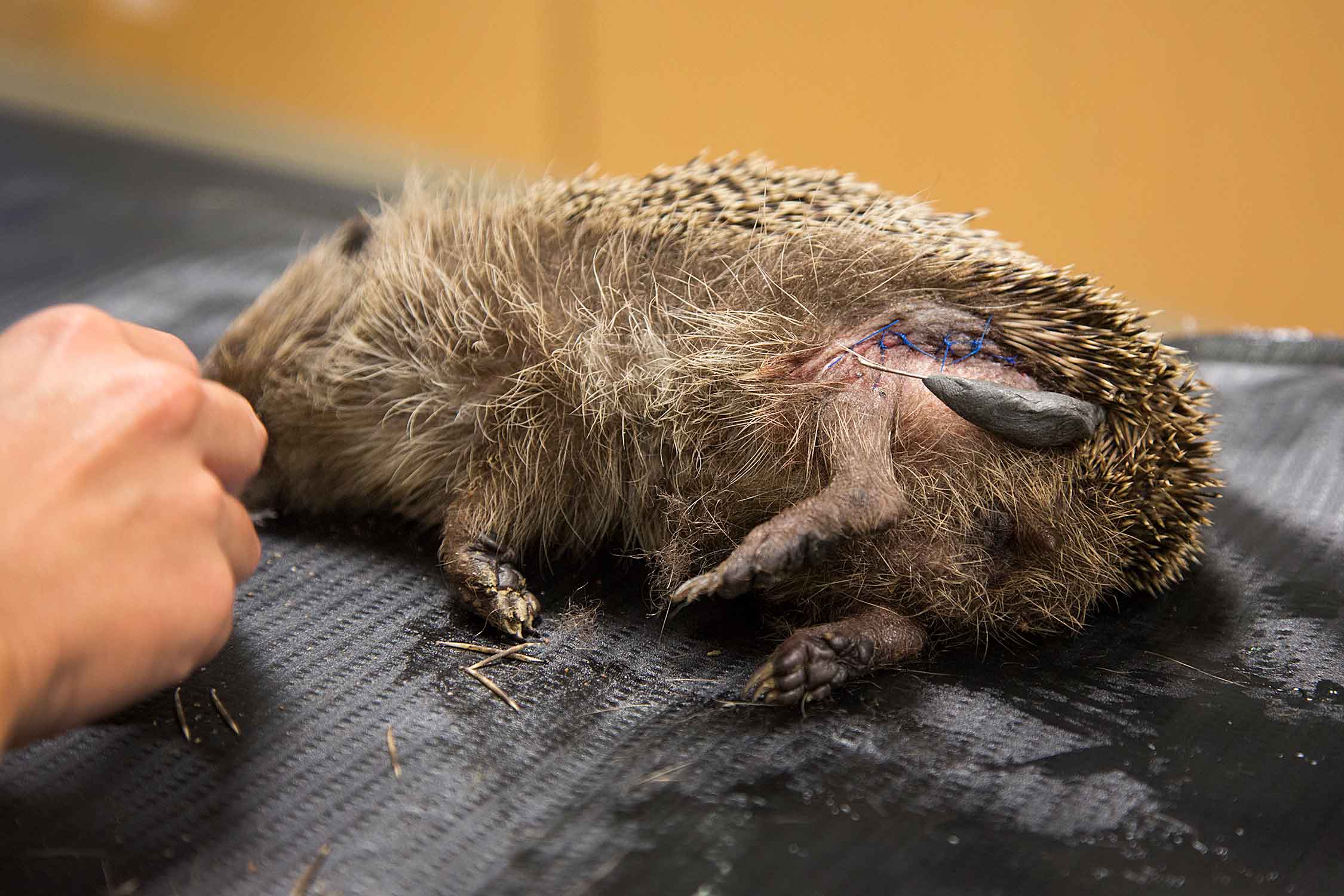 Фото Лоури Брейли