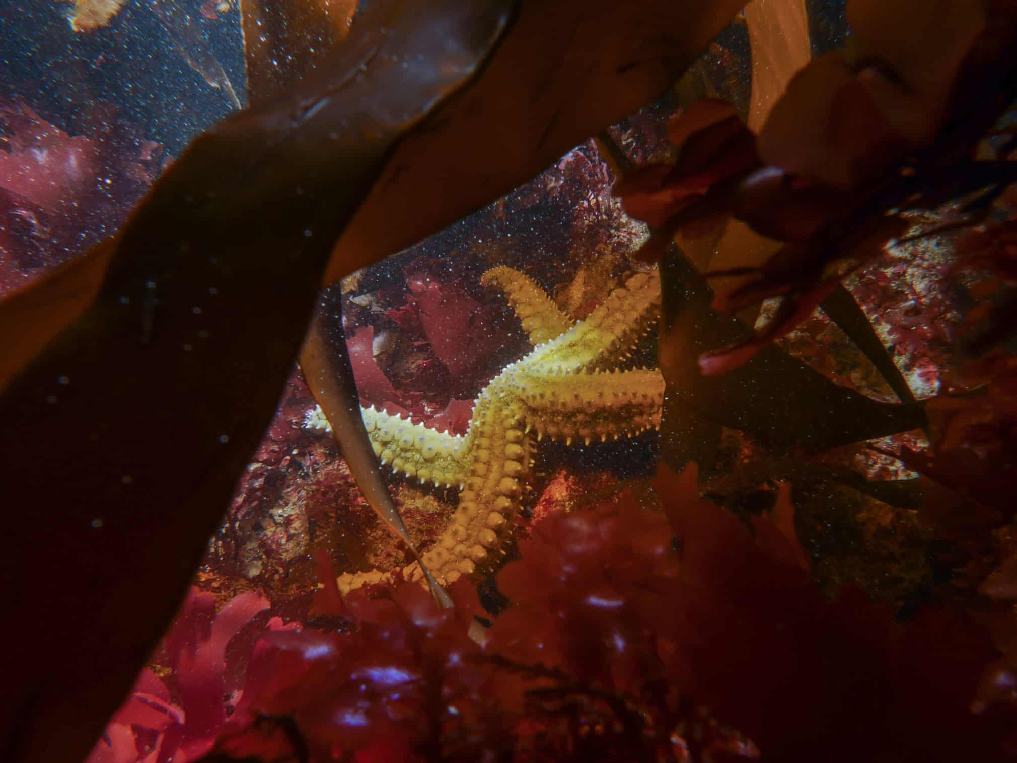 Фото Джейкоб Гай