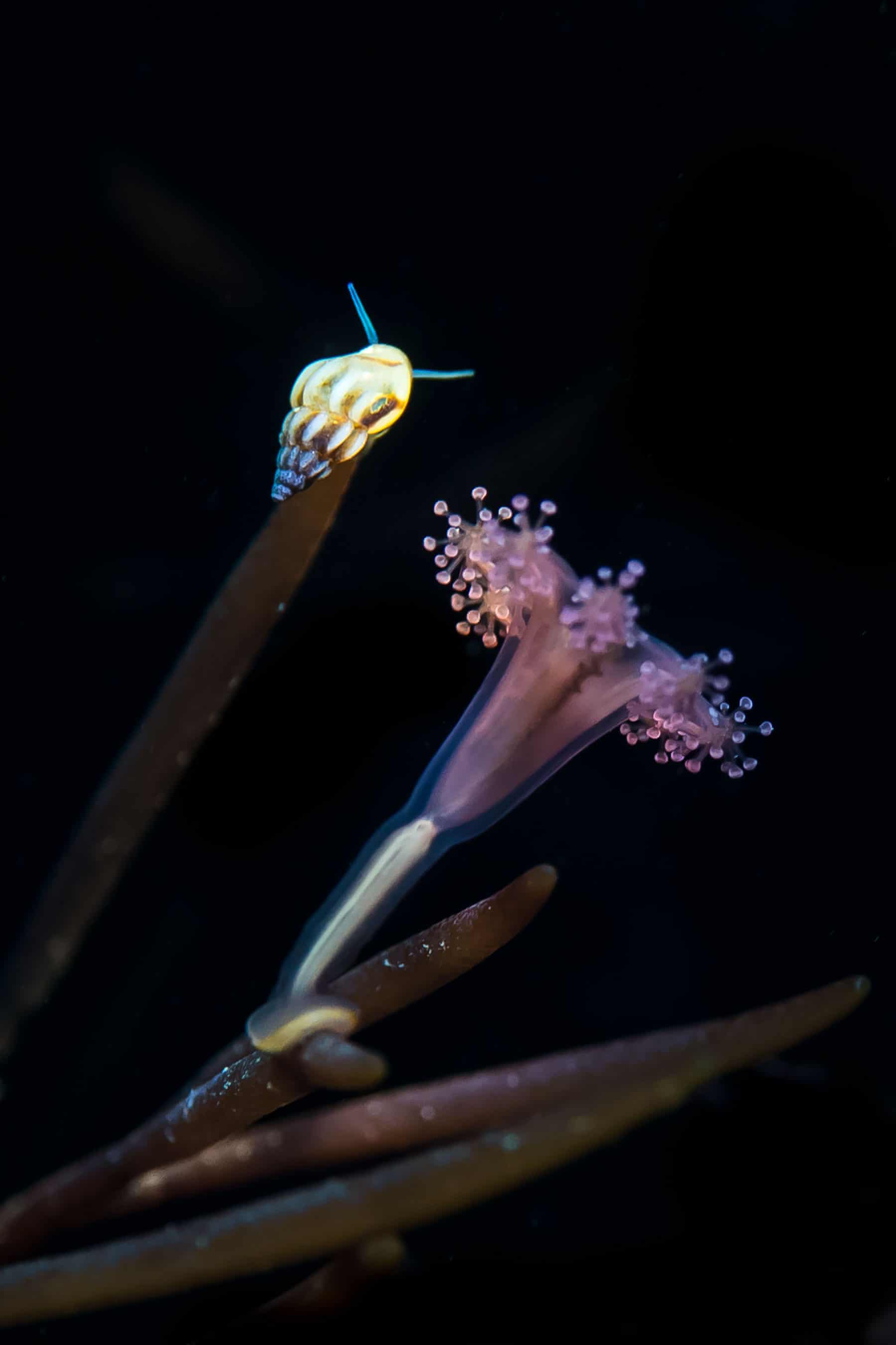 Фото Пол Петтит 