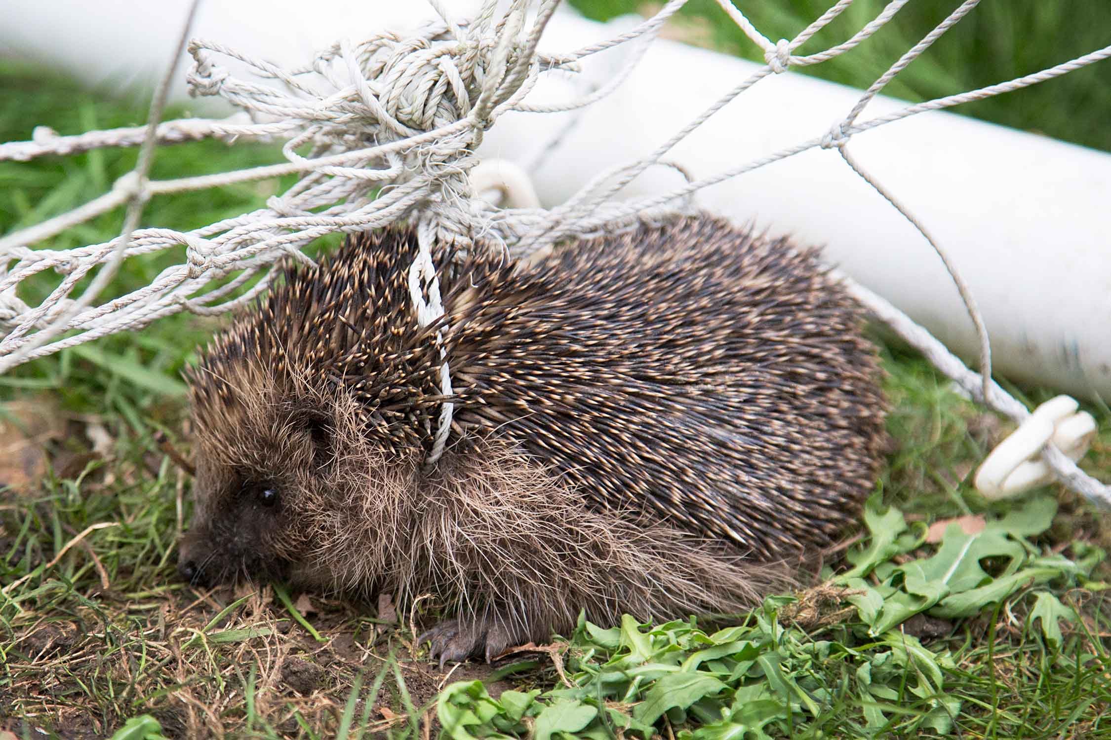 Фото Лоури Брейли