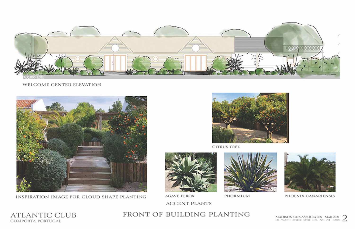 Развертка фасада с насаждениями, разработанная Мэдисоном Коксом