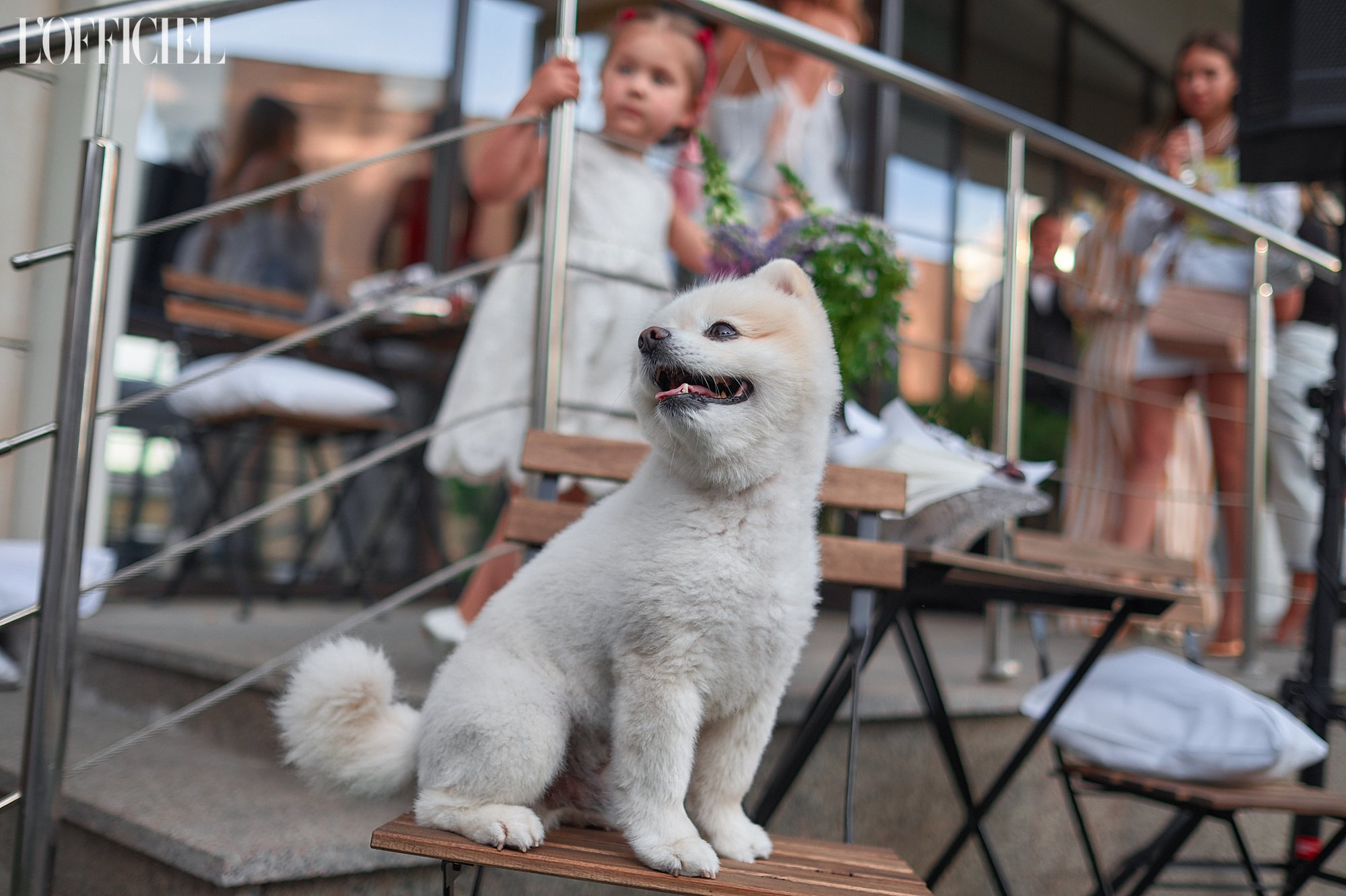 Шпиц Порошок