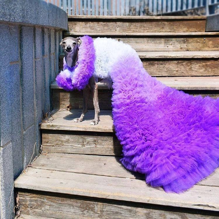 Tika The Iggy в Christian Siriano