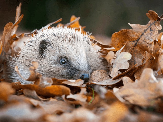 Смотрите: Работы победителей конкурса British Wildlife Photography Awards — 2019