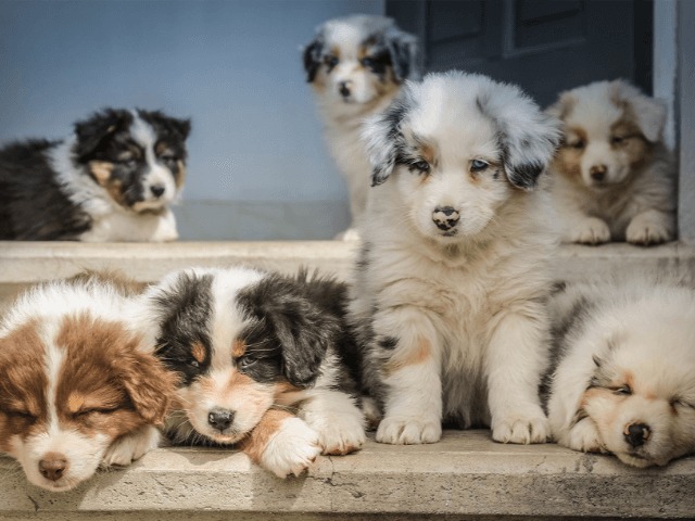 Жители Николаева во время карантина разбирают десятки животных из приюта