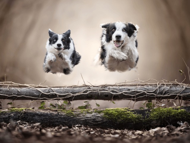 Смотрите: Лучшие работы фотоконкурса International Photography Awards — 2020