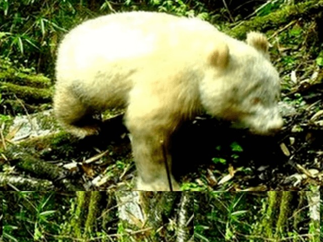 Невероятное животное: В Китае впервые сфотографировали панду-альбиноса