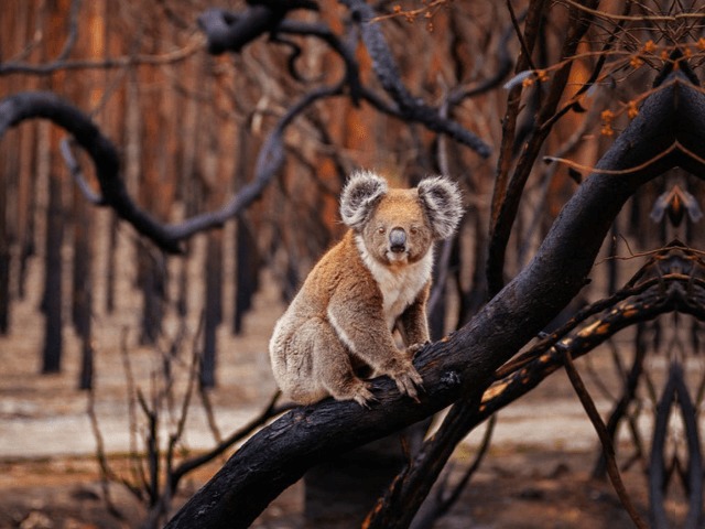 Конгломерат Kering пожертвует $1 миллион на борьбу с пожарами в Австралии