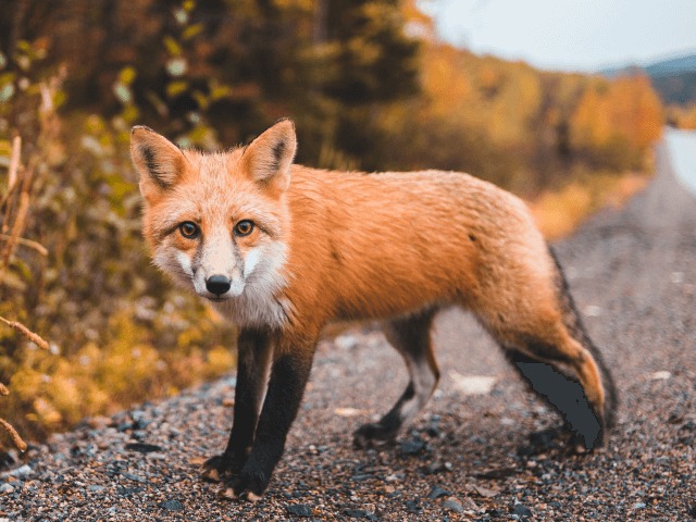 Великобритания может полностью запретить продажу меха после Брексита