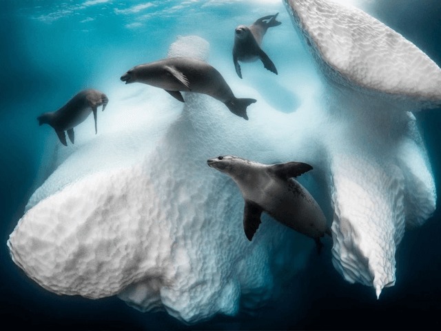 Смотрите: Работы лучших фотографов подводного мира — 2020