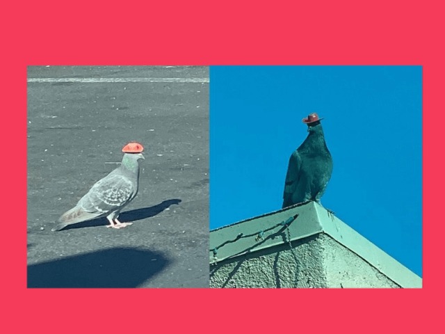 Голуби в Лас-Вегасе летают в миниатюрных ковбойских шляпах