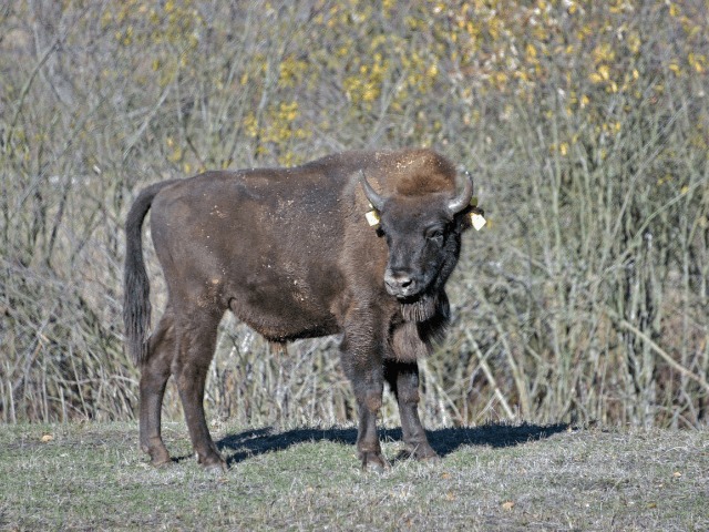 Киевский зоопарк выпустил на свободу зубра