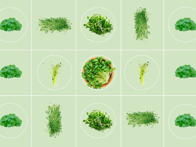 Мода на микрозелень: Польза и как вырастить микрогрин дома