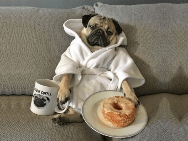 Исследование: Собаки переживают эмоциональные трудности в подростковом возрасте