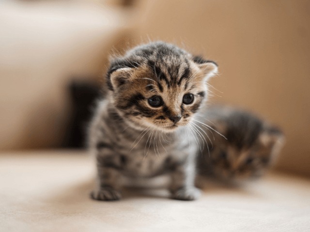 Как помочь животным, пострадавшим от пожаров в Луганской области