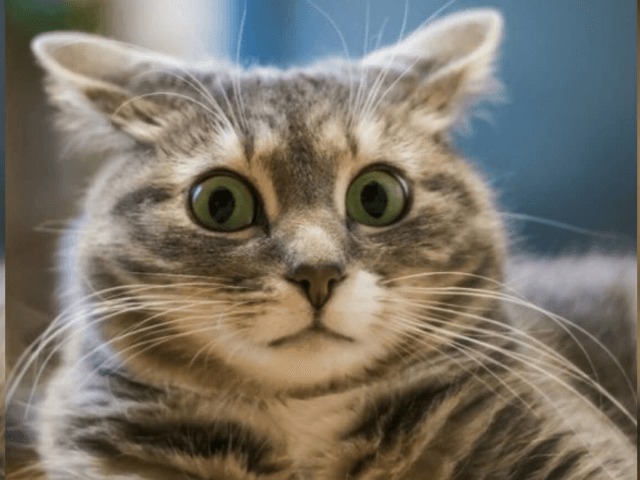 Исследование: Коты не реагируют на свои клички, потому что не хотят  