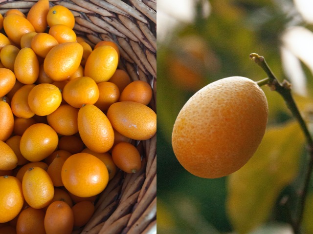 Зимний фрукт: Чем полезен кумкват и что из него приготовить