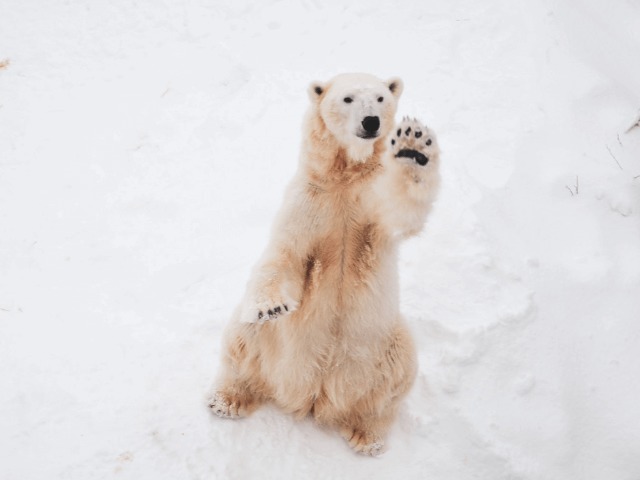 Исследование: Из-за глобального потепления белые медведи исчезнут к 2100 году