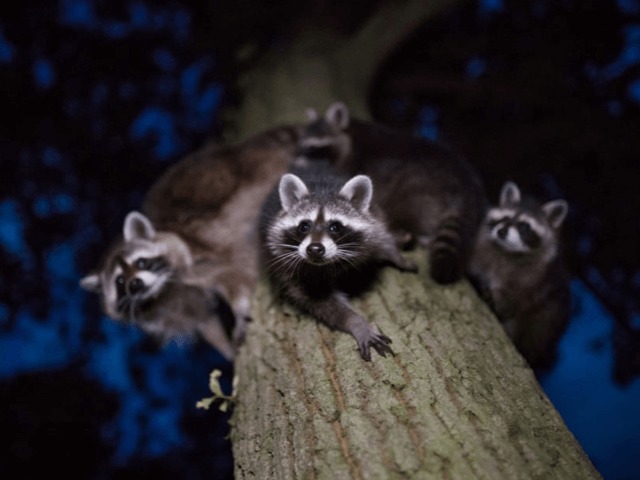 Смотрите: Лучшие работы German Society for Nature Photography — 2020