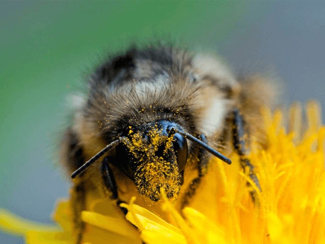 Климатические изменения на планете привели к массовому вымиранию шмелей