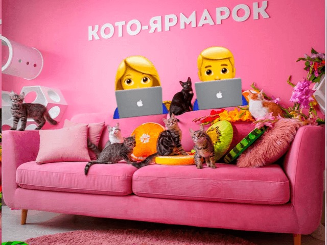 На Подоле открылся коворкинг, где можно поработать в окружении котов