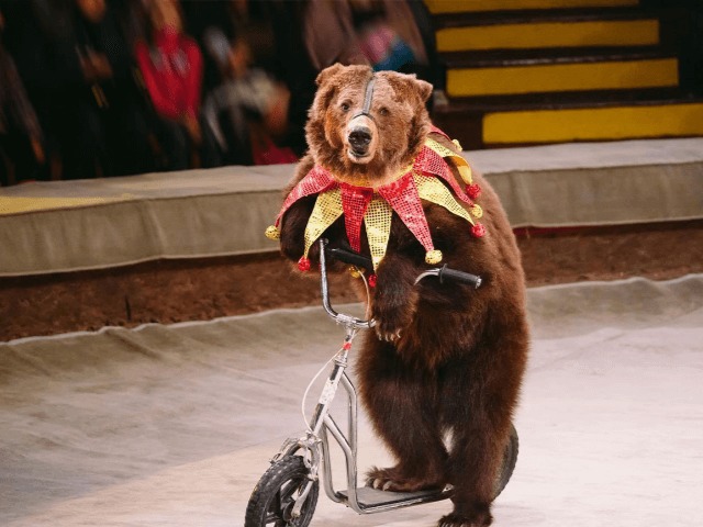 Правительство Украины планирует передать животных из цирков в заповедники