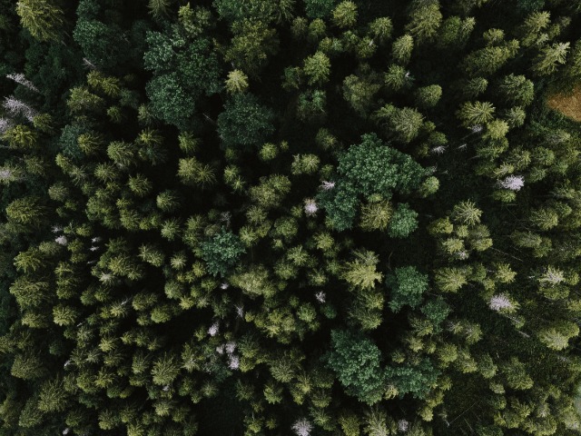 Эксперты ООН: Карпаты в опасности из-за незаконной вырубки лесов