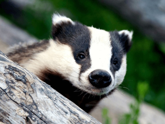 L’Oréal отказались от использования шерсти животных в кистях для макияжа