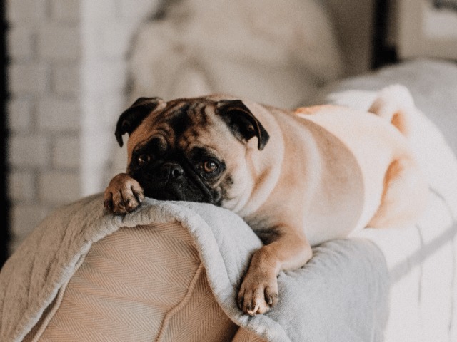 В Украине ужесточили ответственность за издевательства над животными