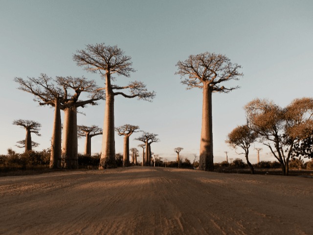 ООН: Нас ждет первый глобальный голод, вызванный изменениями климата
