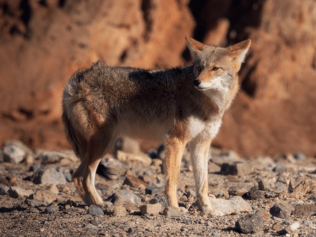 Canada Goose, лидер по производству пуховиков в мире, отказались от натурального меха