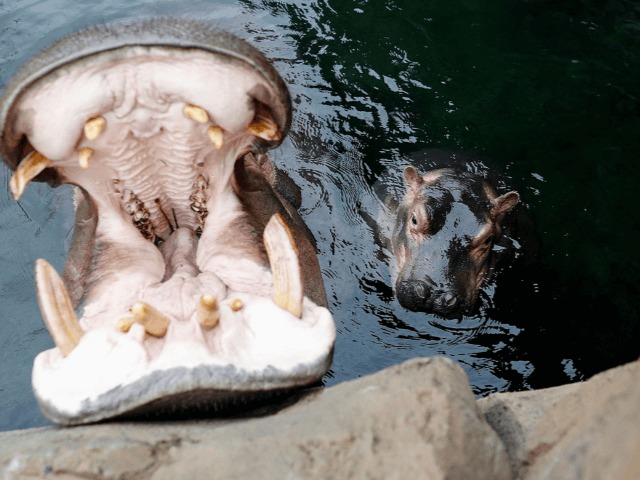 Домашнее сафари: Американские зоопарки запустили стримы из-за коронавируса