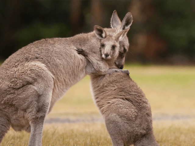 Versace больше не будут использовать кожу кенгуру в своих коллекциях