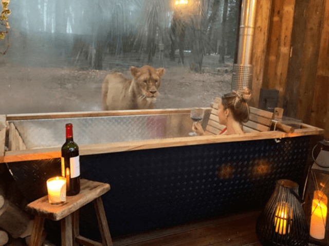 Что внутри: В Англии открыли отель, в котором можно пожить среди диких животных