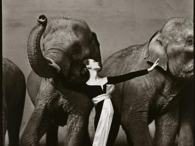 Історія одного фото: легендарна «Довіма зі слонами» Річарда Аведона