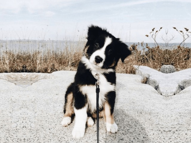 В Украине приняли закон против жестокого обращения с животными 