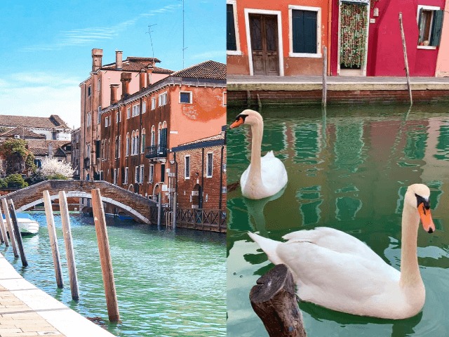 В каналах Венеции появились лебеди и рыбы. А вода стала намного чище