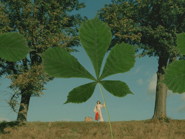 Для Киева разработали специальный аромат. Он пахнет каштанами