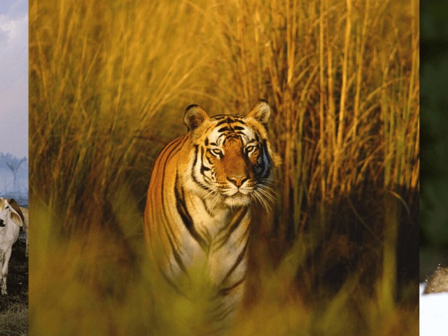 На грани: За последние 50 лет популяция животных в мире сократилась в 2 раза 