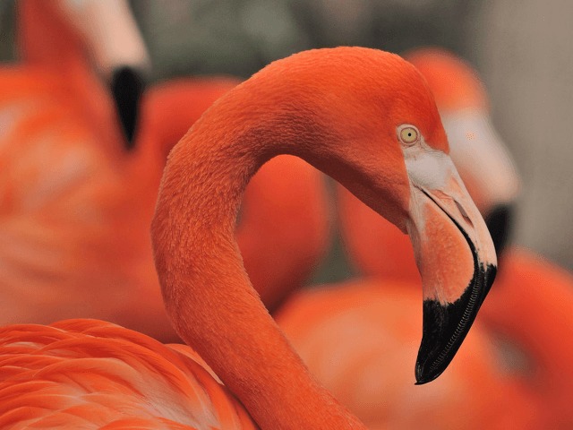 На лимане в Одесской области впервые появились розовые фламинго