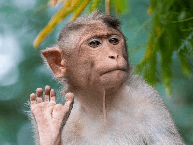 12 видов животных окажутся под угрозой исчезновения из-за глобального потепления